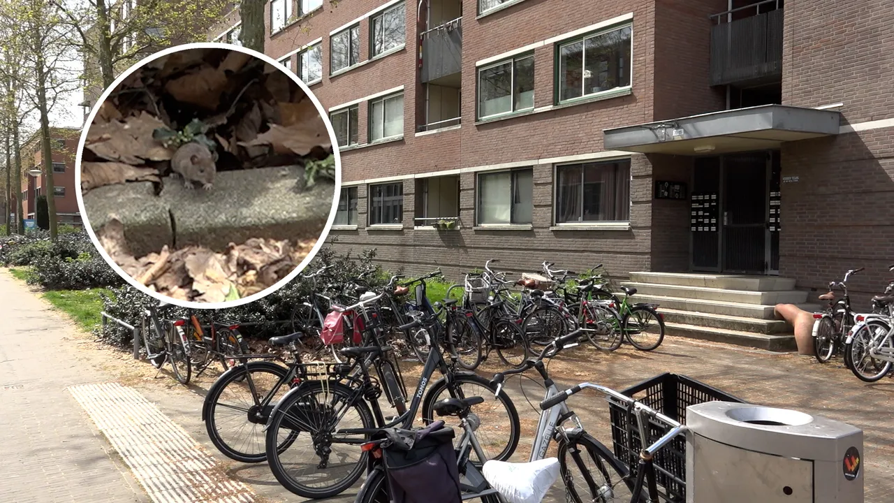 Rattenplaag Onderwijsboulevard