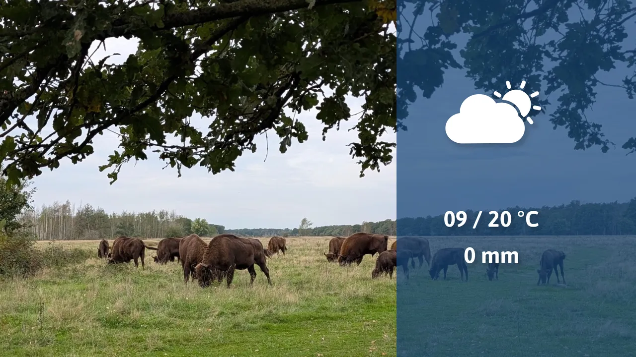 Wisenten in de Maashorst