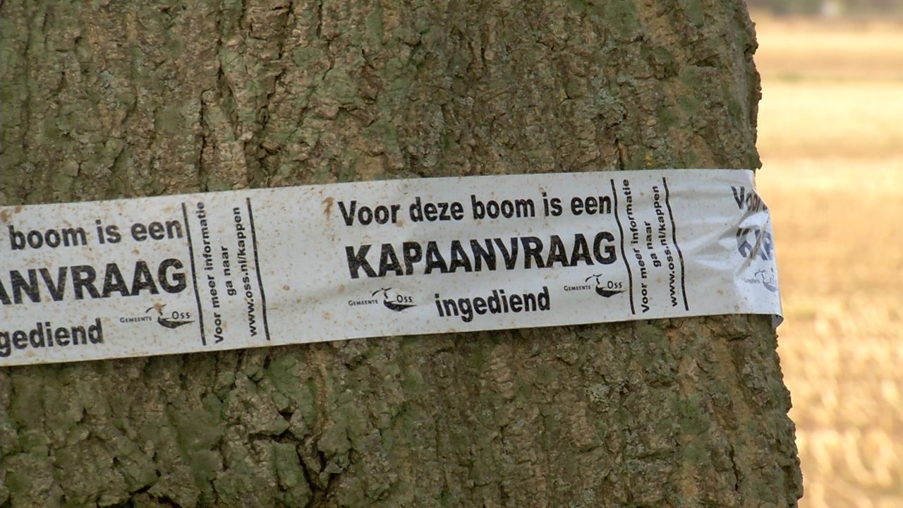 155 bomen in Den Bosch worden gekapt