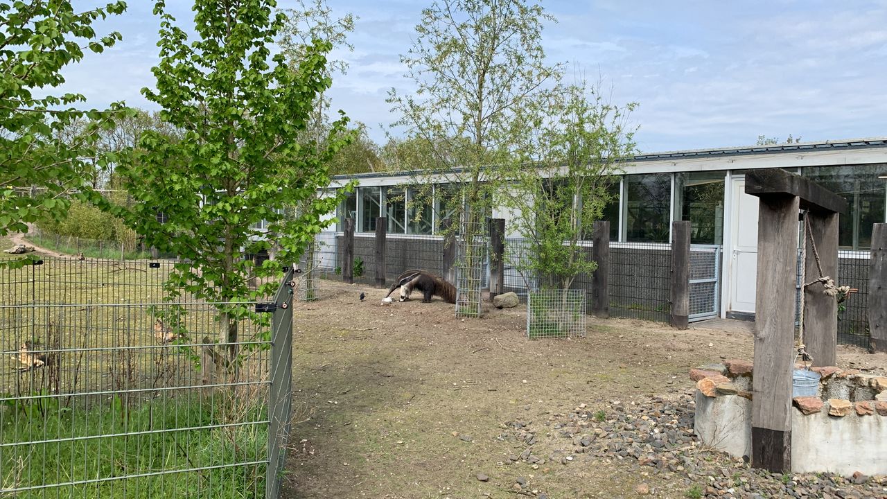 Door bijzonder keurmerk hoort Zie-ZOO bij beste dierentuinen van Europa: ‘Vergelijkbaar met 3 Michelinsterren’