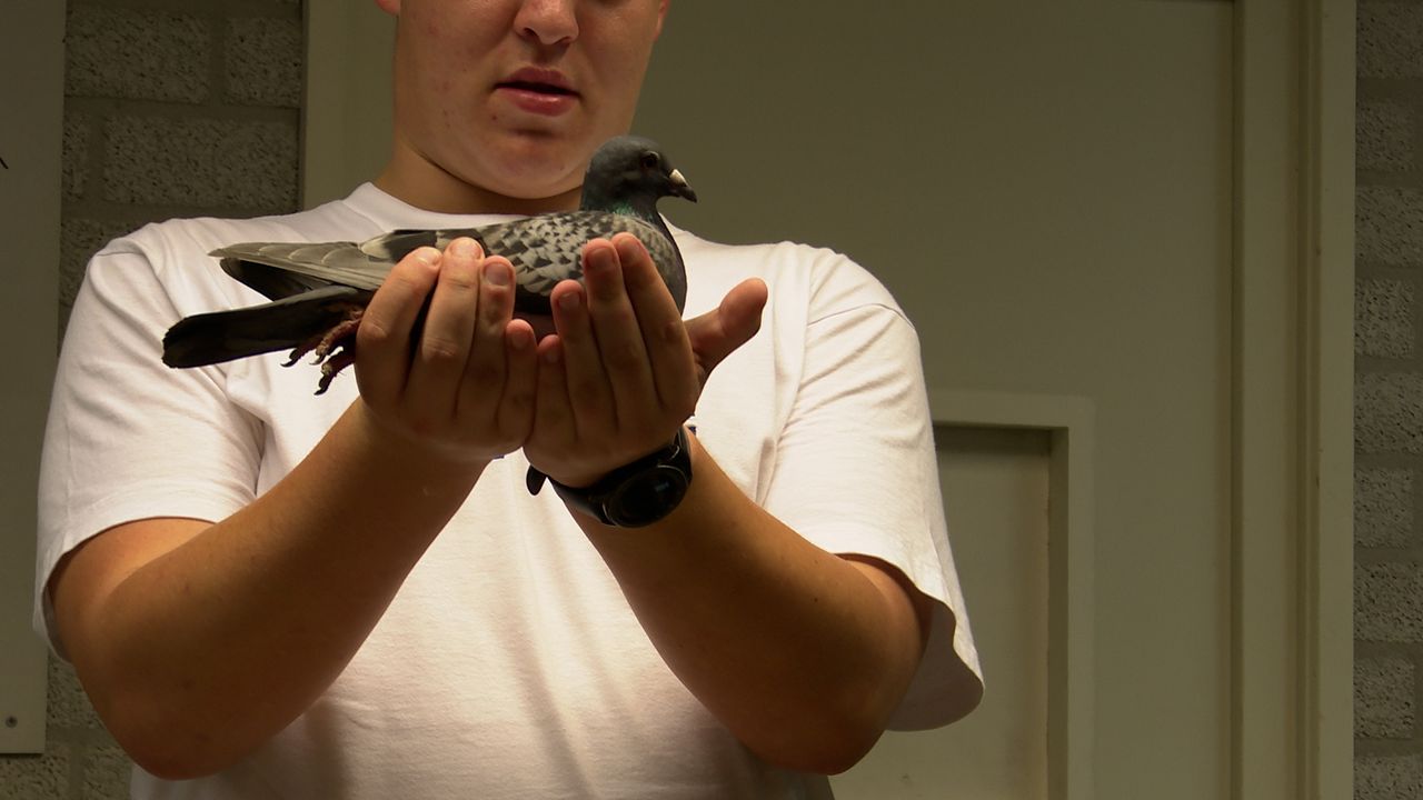Speciale documentaire over duivensport te zien op Dtv Nieuws