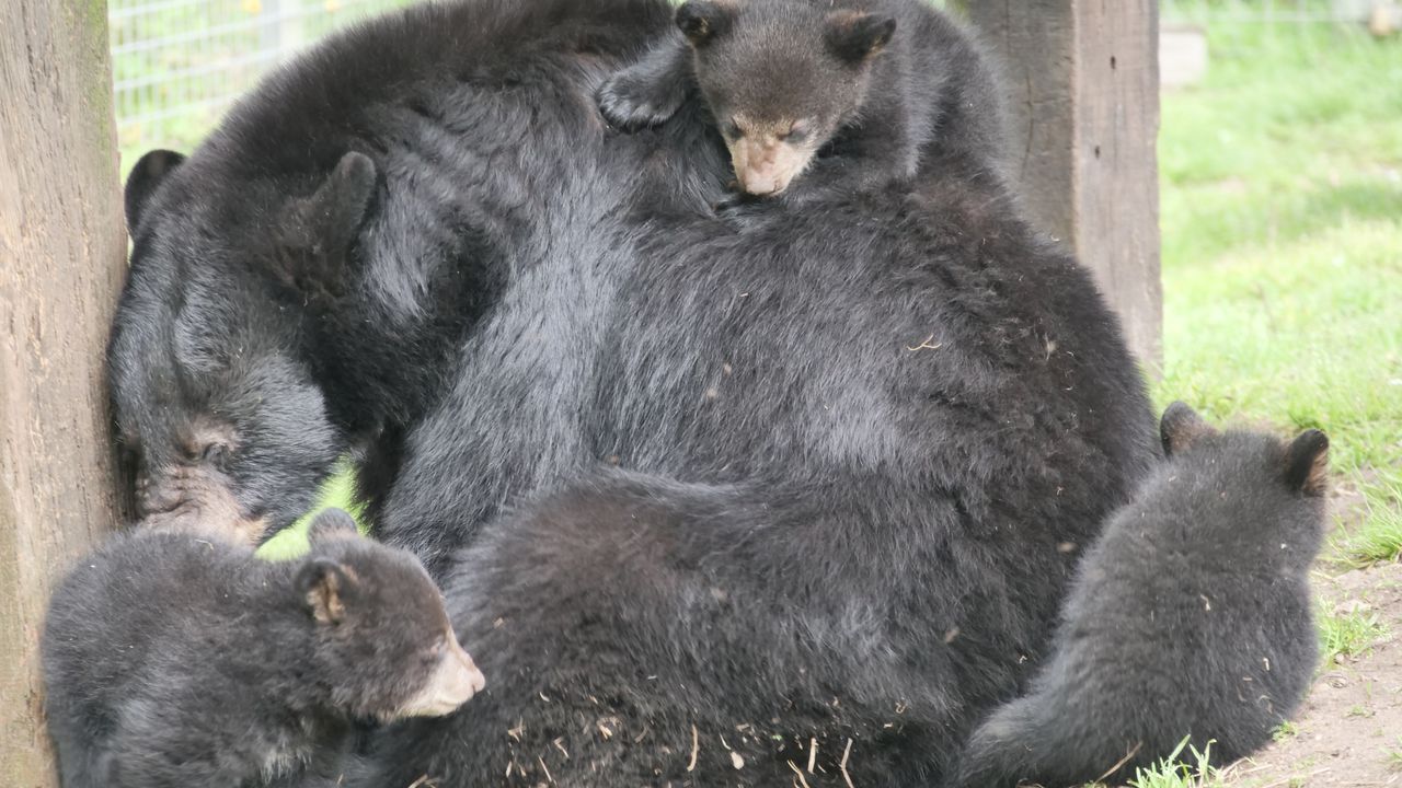 Uniek in Nederland: Drie Amerikaanse zwarte beren geboren in Volkel