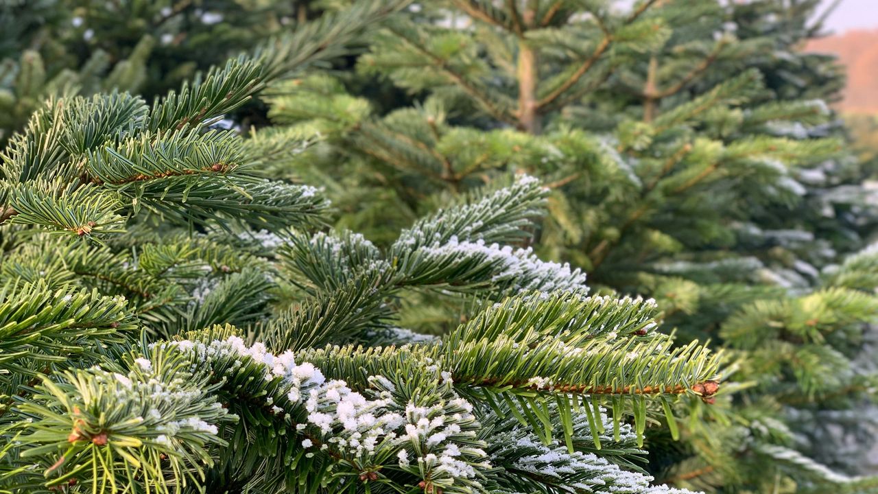 Tuincentra en kerstbomenverkopers vergissen zich in de vraag naar kerstbomen