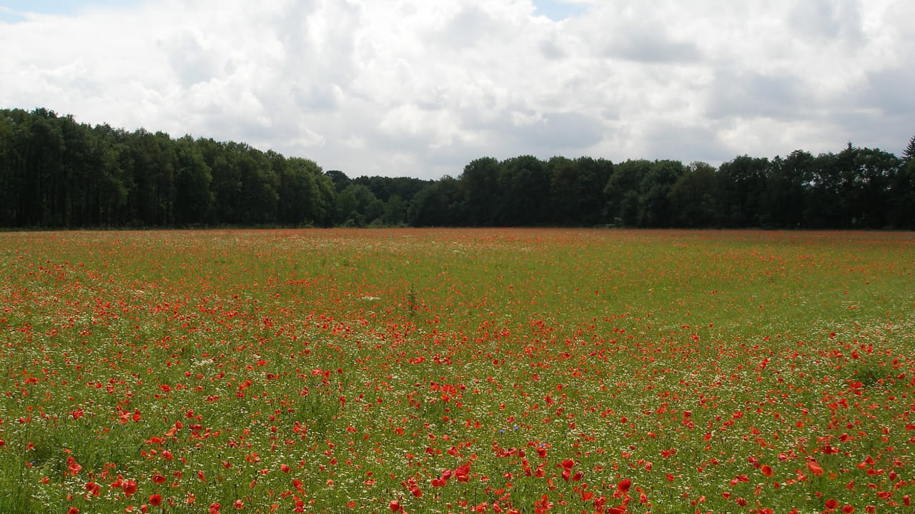Collectief Agrarisch Natuurbeheer Oost-Brabant organiseert fietstocht langs velden in Zeeland, Reek, Velp en Grave