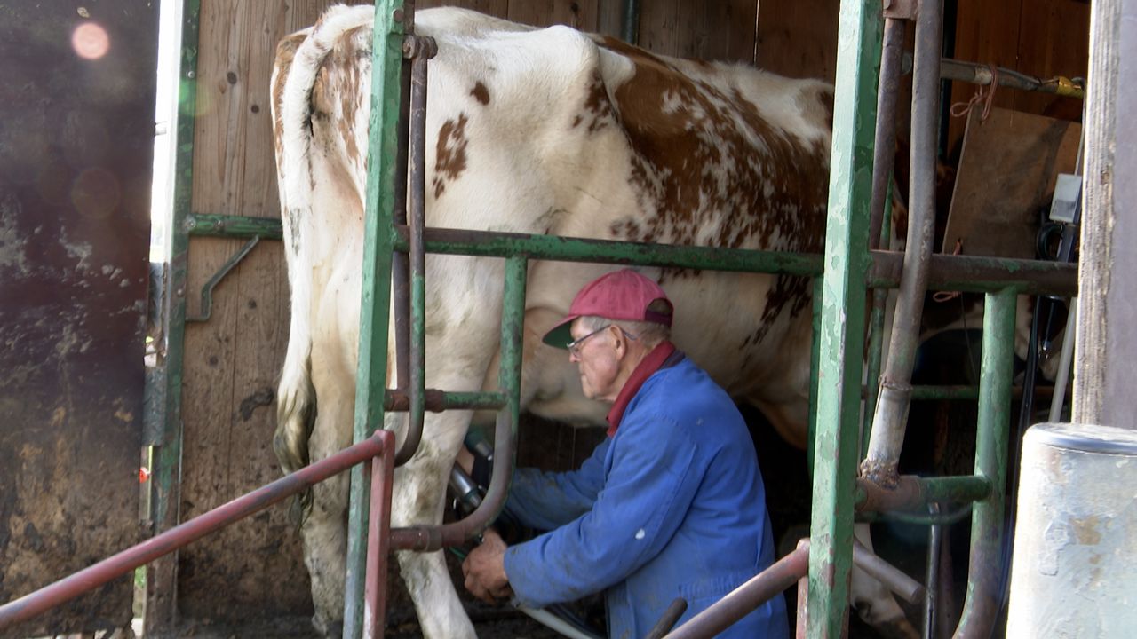 Vorstenbossche boer Tini Somers (80) stopt ermee: 'Moeilijke beslissing'