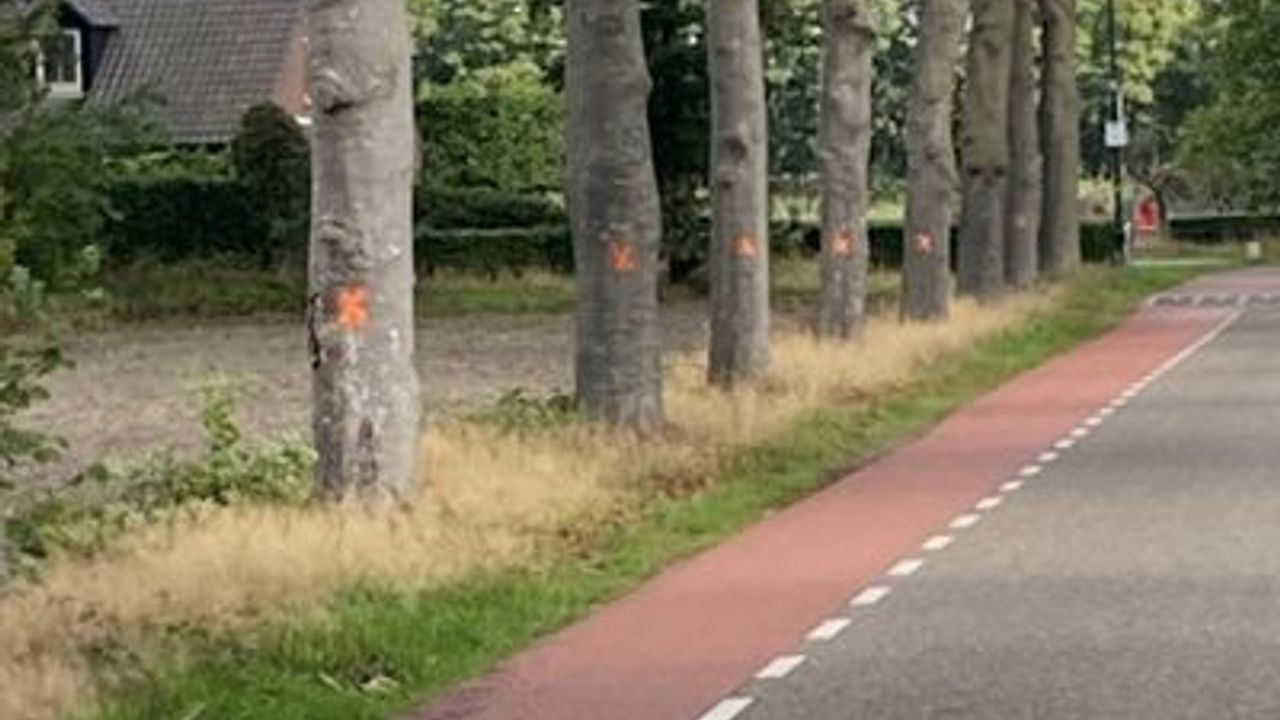 Bernheze verwijdert aantal zieke bomen aan Loosbroekseweg in Nistelrode