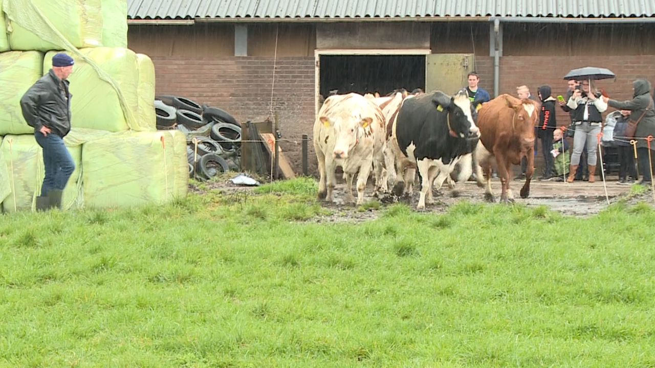 Weer of geen weer, koeien mogen weer naar buiten in Volkel en trekken veel bekijks