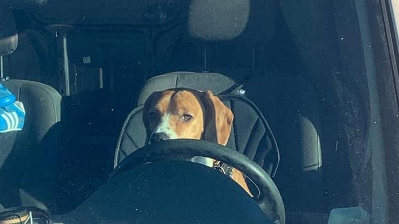 Hond aangetroffen in auto op Osse parkeerplaats; ‘hond hoort niet in een auto’