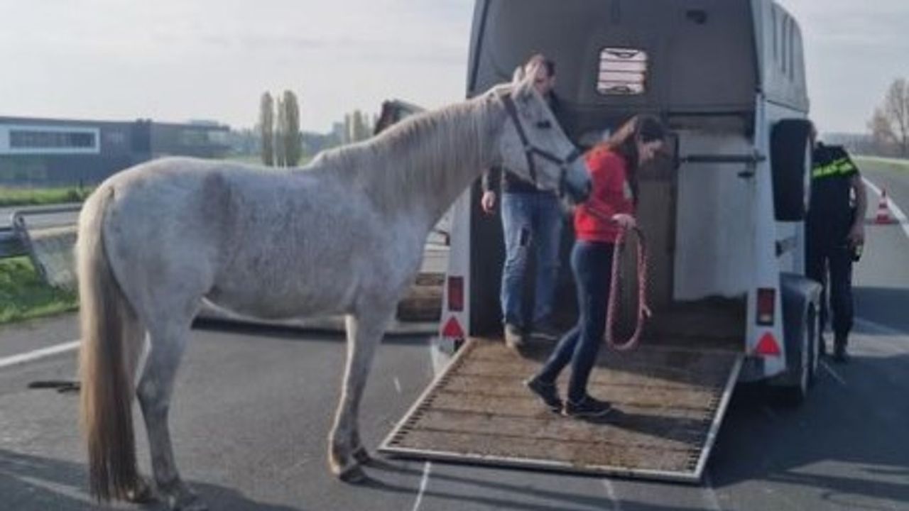 Paardentrailer valt om op A50: dieren komen met de schrik vrij