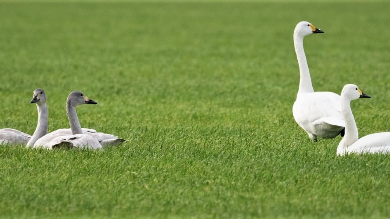 SP organiseert informatieavond weidevogels Lithse polder