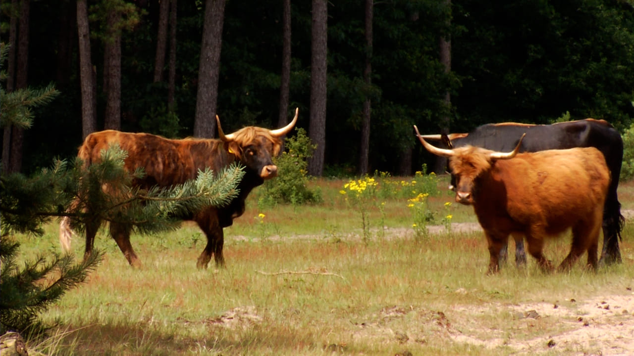 Dtv News – More space for large grazers in future Maashorst nature reserve plan