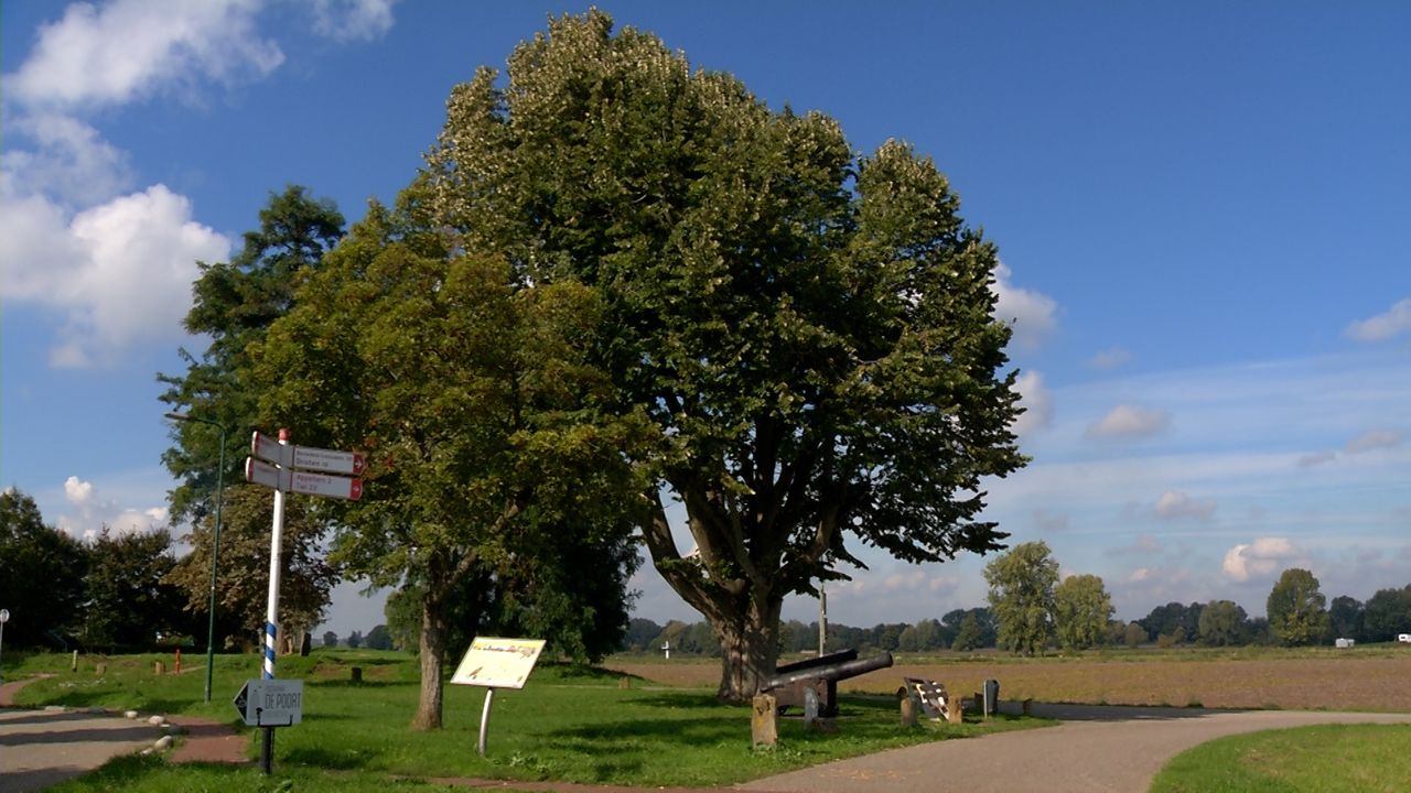Lulboom in Megen in Top 5 Nationale Bomen Top 50