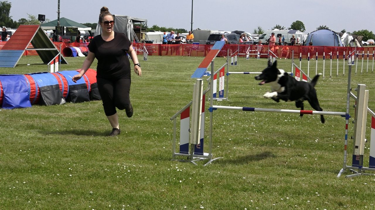 Zevenhonderd honden leggen parcours af bij grote wedstrijd in Volkel