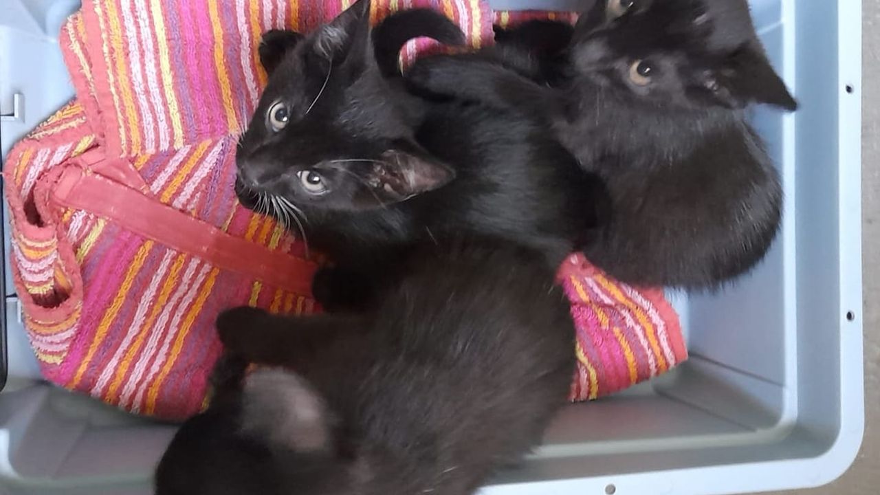 Kittens gedumpt in afgesloten vuilniszak: ‘Wreed en onnodig’
