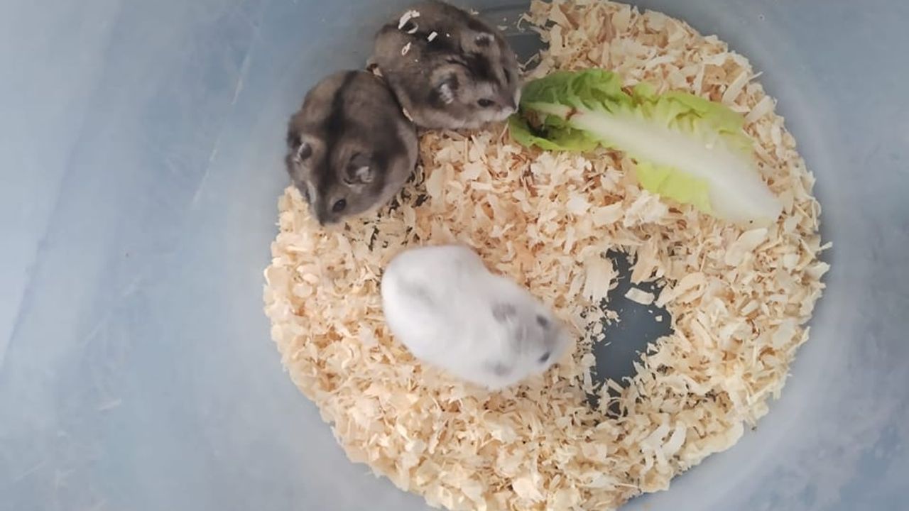 Acht hamsters gedumpt bij Udense kinderboerderij