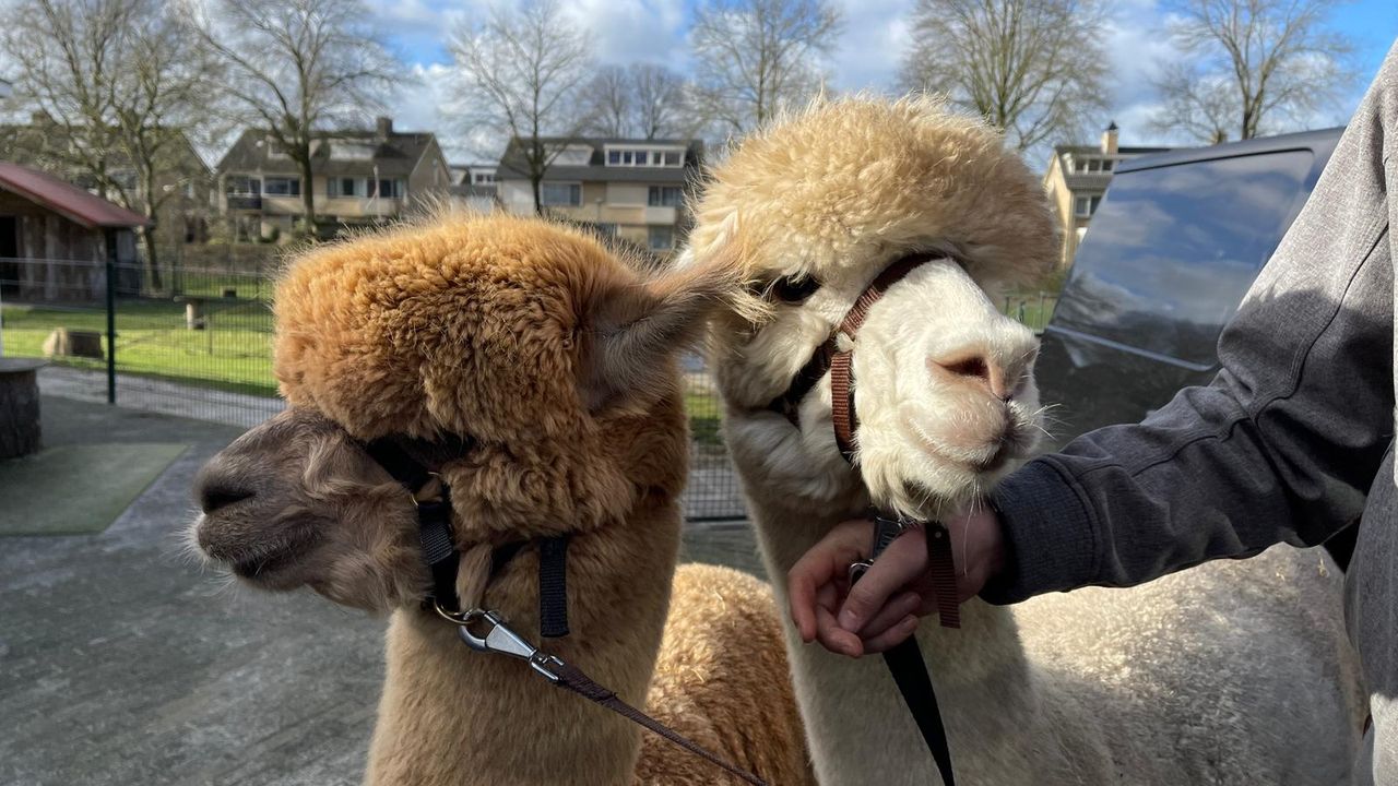 Kinderboerderij Uden verwelkomt twee alpaca's