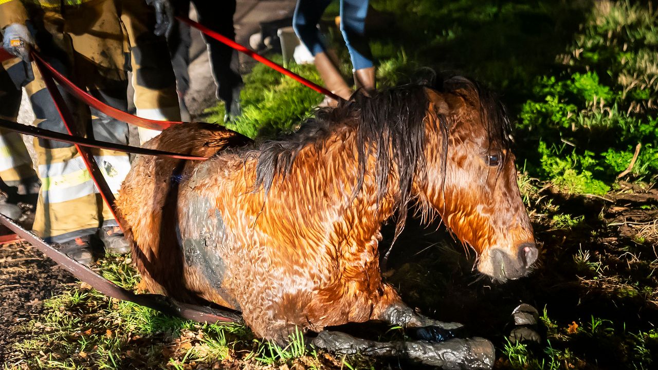 Paard overlijdt na aanrijding in Berghem