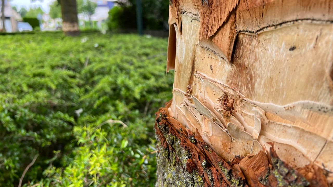 Twee oude bomen ter waarde van 19.000 euro vernield in Veghel