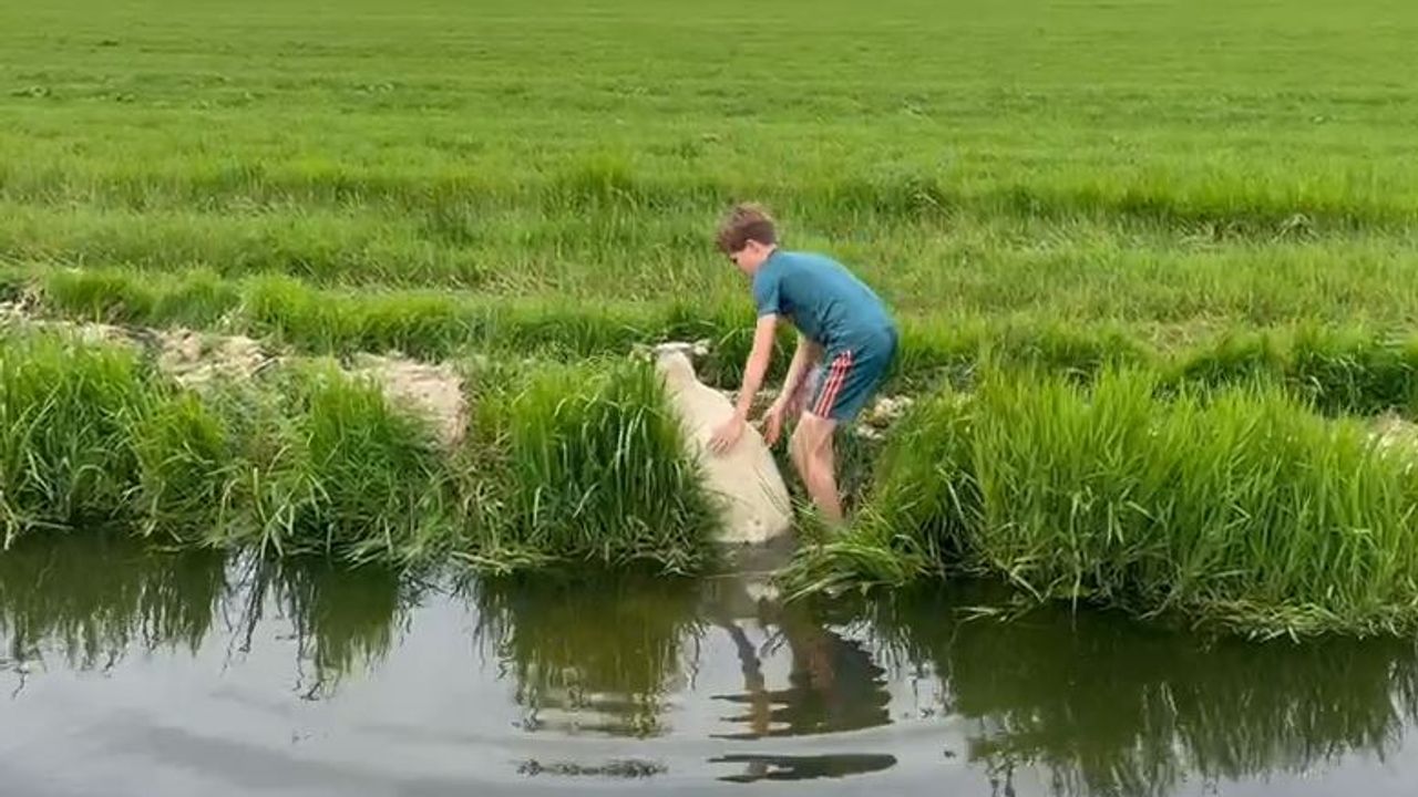 Mika (13) helpt schaap uit het water; ‘Wat een heldendaad!’