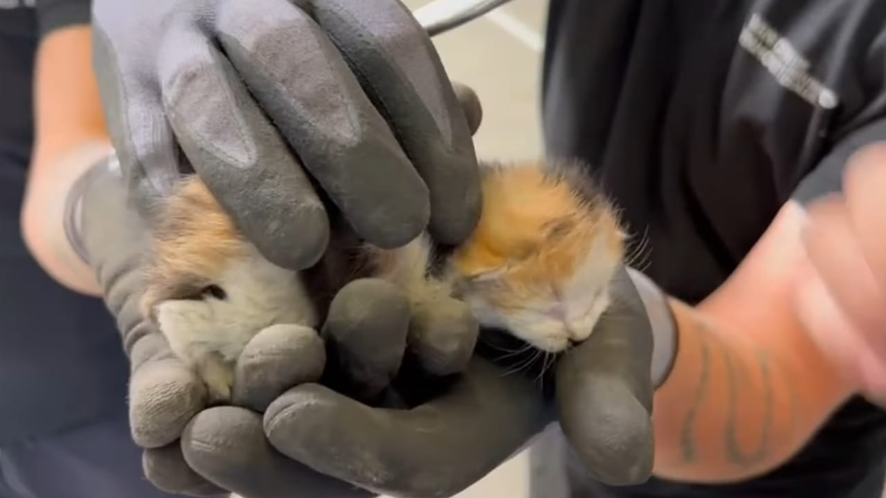 Automonteurs redden piepjonge kitten die verstopt zat onder de dorpelrand - Dtv Nieuws