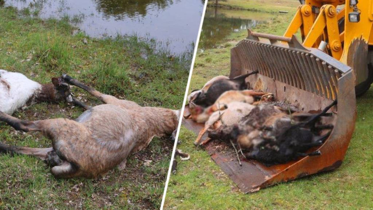 Nog eens drie schapen van aangevallen kudde overleden: 'We zijn verslagen'