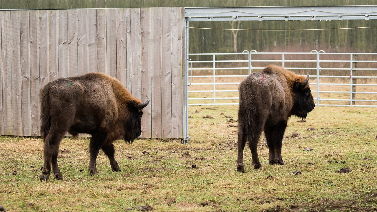 Twee wisentstieren versterken kudde in De Maashorst