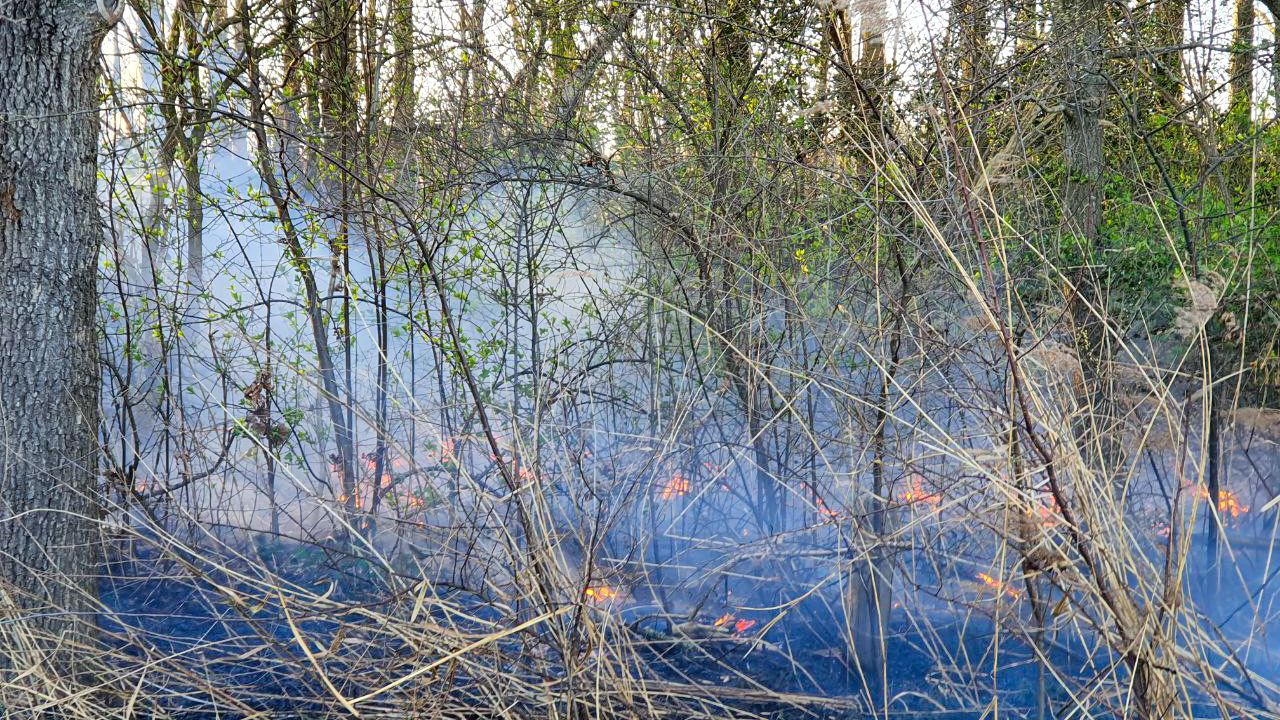 Bosgebied in Mariaheide staat in brand, brandweer druk bezig met blussen