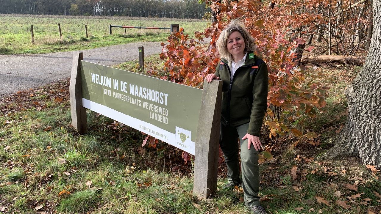 Grote grazers en recreanten krijgen allebei de ruimte in nieuw stuk natuur de Maashorst