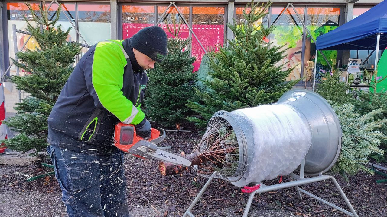 Kerstbomenverkoop begint steeds eerder, voor Sinterklaas werden de eerste bomen al verkocht