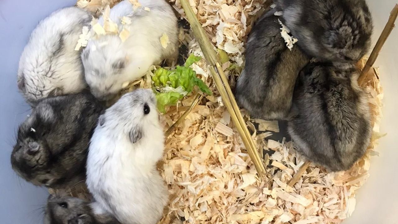 Tweede hamsterdump in één maand bij Stichting Kinderboerderij Uden