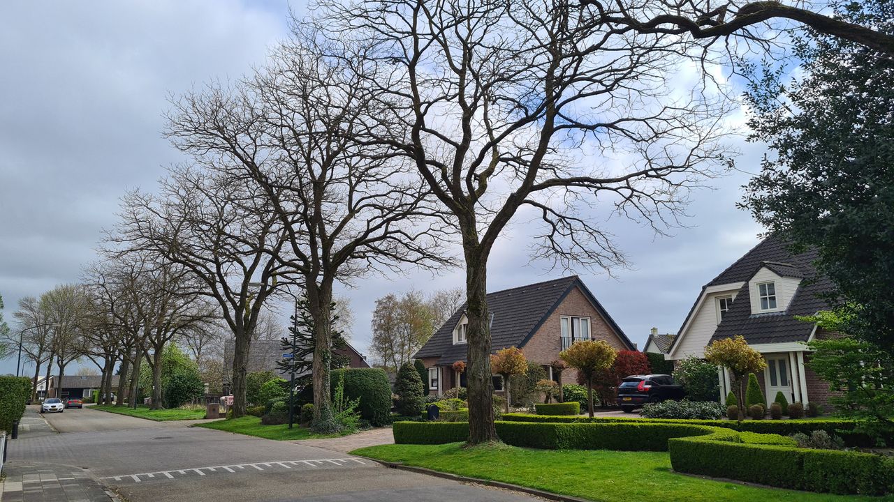 Bomenkap nu echt dichtbij, drie robiniabomen in Schaijkse Van de Venlaan deze winter omgehakt
