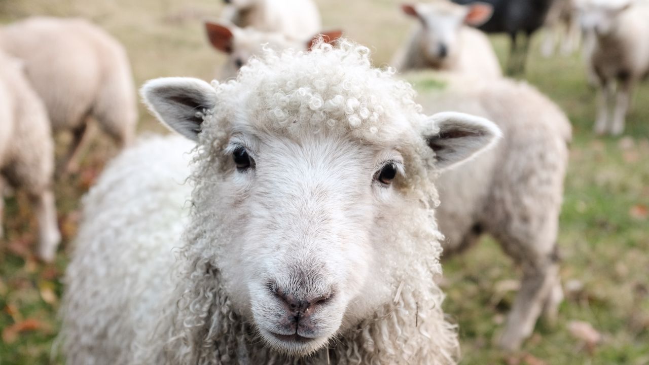 De kunst van het schapendrijven: 'het zijn net mensen'