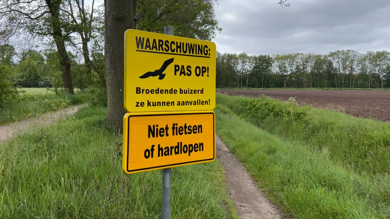 Broedende buizerd op de Maashorst: ‘Gedraag je rustig of zoek een andere route’